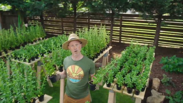 Stevia 100% Natural - The sweetest thing you COULD grow смотреть онлайн