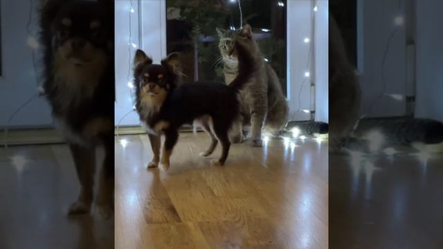 Кусь мелочь! #shorts #dog #cat #animals #video #smile