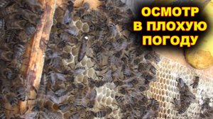 Осмотр пчёл в плохую погоду.