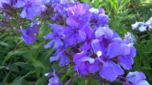 Флокс метельчатый Декаданс. Автор Е.А.Константинова, 2008.