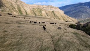 Пастухи в Годобери (2022)