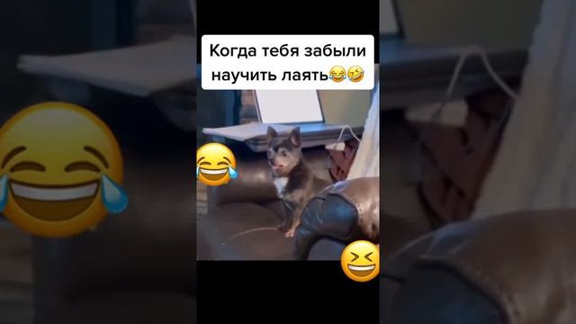 Собака, которая не умеет лаять