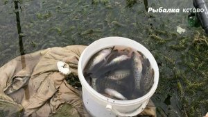 ЖИВЕЦ(килька) НА РОТАНА  жадные поклёвки целый день