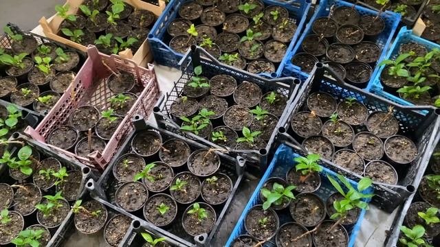 Крупнолистная гортензия обзор саженцев 1,5 месяца от посадки черенков..8-918-105-60-69-саженцы..