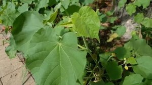 Канатник Теофраста | Жизнь на Юге