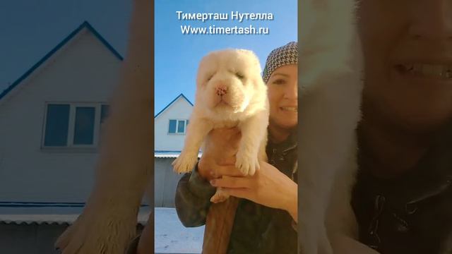 ТИМЕРТАШ НУТЕЛЛА от АВРОРЫ и ШИКА дставка по всему миру +79048881825 viber whatsapp www.timertash.r