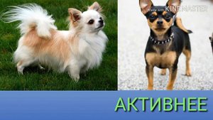 Той терьер против Чихуахуа. Toy Terrier against Chihuahua. Собаки. Батл собак.