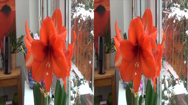Flowers in 3D (SBS-Verfahren) смотреть онлайн