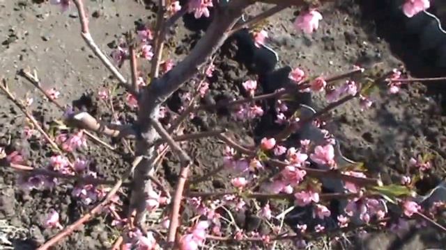 Обрезка двухлетнего персика. Формировка веретено смотреть онлайн