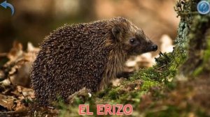 animales del bosque \ лесные животные