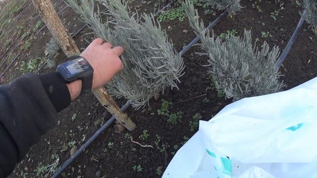 ЛАВАНДА - подготовка к зиме. Укрытие на зиму.
