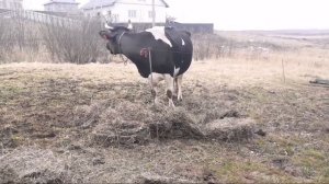 ?Выводим Коров На Поле. Первый Раз В Этом Году