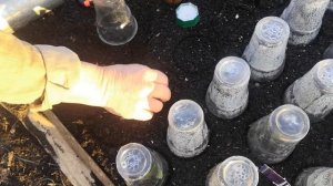 Как размножить весной гортензию и другие кустарники.