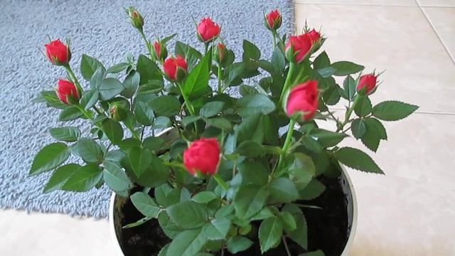 Новинка. Карликовая роза .??? смотреть онлайн