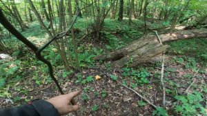 Где Искать Грибы в Засуху-100% Результат!!!Поход#3