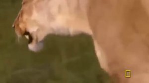 SUPER KILLING MACHINES : Most Wild Dangerous Animals! NatGeo 2015 Documentary