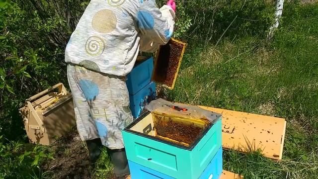 Многокорпусное пчеловодство | Противороевой Метод Симминса смотреть онлайн