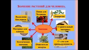 Разнообразие растений. Биология 5 класс.
