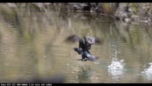 Sony 200-600mm: Best Wildlife Lens for ANY System?