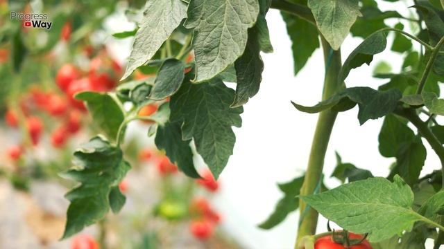 СРОЧНО ДАЙТЕ ТОМАТАМ СОДУ И СОЛЬ И БУДЕТЕ СОБИРАТЬ УРОЖАЙ ВЕДРАМИ ДО ОСЕНИ!!! УХОД ЗА ТОМАТАМИ! смотреть онлайн