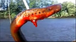 водные монстры