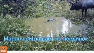 Рев марала в заповеднике "Столбы"