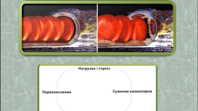 Алоэ Вера.mp4 смотреть онлайн