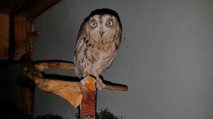 Ночные приключения совы сплюшки Ыти, филинских пушинок, грибов и мандаринки.