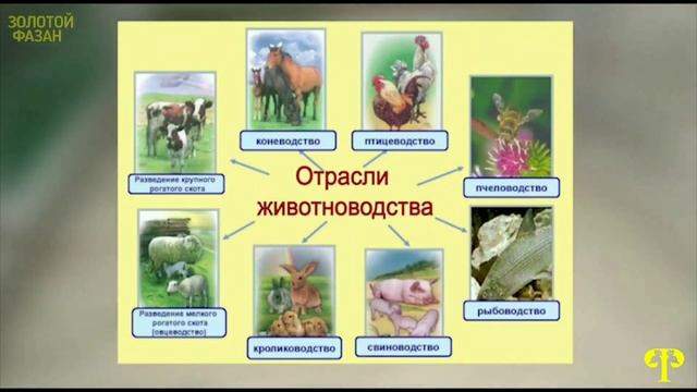 Как зародилось птицеводство? как были одомашнены птицы смотреть онлайн