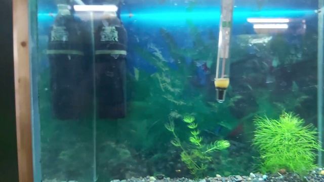 Пецилия голубой ситец! смотреть онлайн