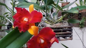 Floração da Orquídea Blc. Tzeng Wen Beauty Bright -  Cattleya da UTI