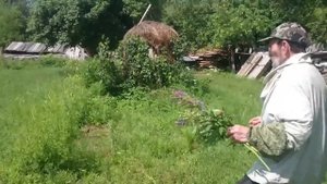 Медоносы Смоленской области