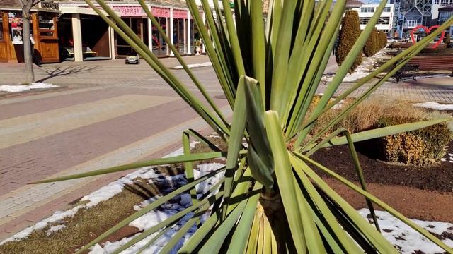 Кисловодск. ПАРК. Курортный БУЛЬВАР. 26 февраля 2021 г. смотреть онлайн