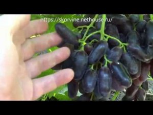 Ранние сорта винограда 2019. Могучий и Монако