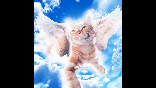 6 Песен Симбочки... (Превью взял тут 👉 @simb) смотреть онлайн