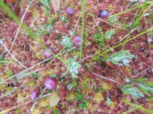 Клюква  _ Баночки заполнила_  Будем  пить морс и кисель варить