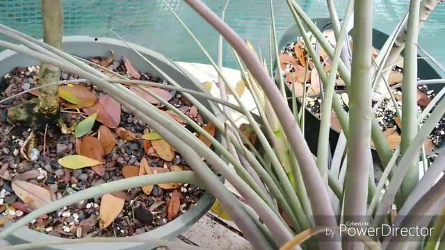 Giant Florida Tillandsia (Tillandsia fasciculata) смотреть онлайн