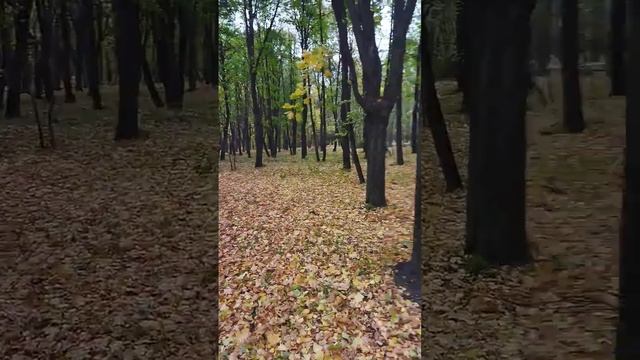 Сильный ветер в Ульяновске. Осень. Парк Молодежный, 12 октября 2023 г. Площадка, где раньше был цирк