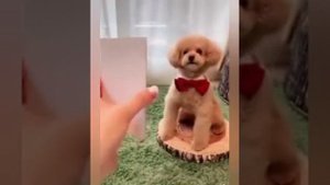 Смешные животные. Тик Ток. Без мата. Подборка.