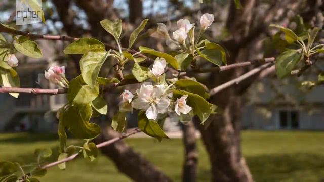 Apple Tree Time-Lapse смотреть онлайн