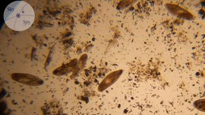 Инфузории в микроскоп Levenhuk 320