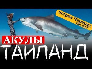 Есть ли акулы в Таиланде на отрове Ко Тао? Авторский тур  "Агентство нетривиальных путешествий"