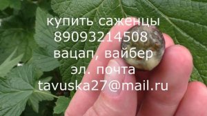 СЕЯНЕЦ СОФИИ раннеспелый сорт смородины черной