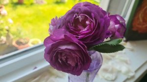 Lavender Crush#rose #lavendercrush