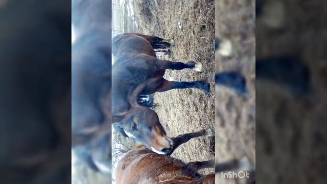 жеребец барон "свадьба лошадей" кабыла мадонна# жеребец знает свое дело смотреть онлайн