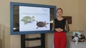 виды домашних черепах