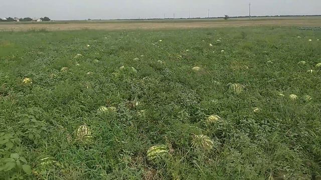 Фермери в ЖОпі.. кавун 50 копійок на опт###херсонщина смотреть онлайн