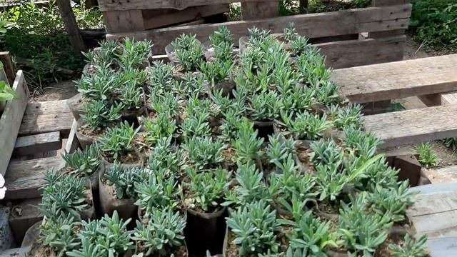 Многолетние ЦВЕТЫ для Дачи и Сада?Цветы Красивые Многолетники