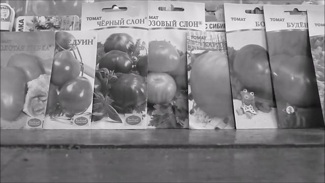 Обзор высокорослых томатов для районов рискованого земледелия