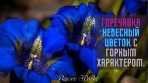 Горечавка - описание, виды, сорта и особенности.??